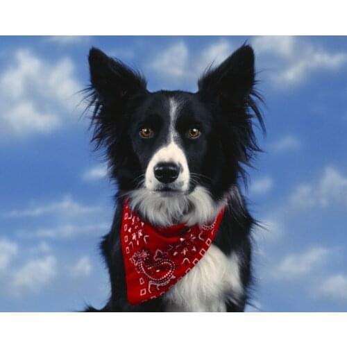 Full Animal,Border collie,diamond embroidery,5d diamond painting,Cross Stitch,3D rhinestones embroidery,Mosaic, Home Decor Z36