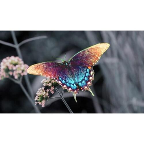 Full Square Drill 5D DIY Beautiful colorful butterfly diamond painting Cross Stitch 3D Embroidery Kits H105