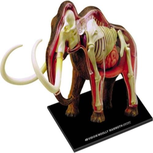 Mammoth elephant organs Anatomy model 4D master puzzle assembly toys Models for medical teaching