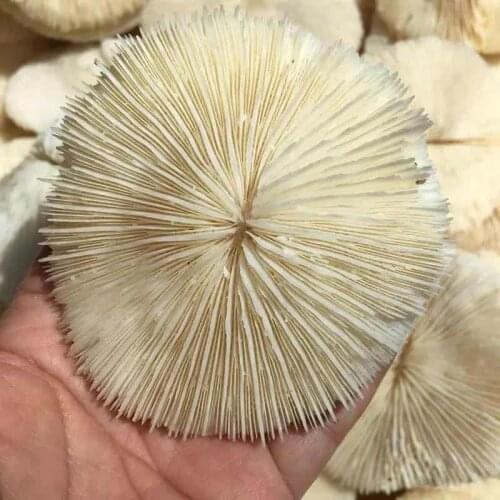 MOKAGY White Crystal Quartz Oval Shape Natural Fossils Stone 1pc