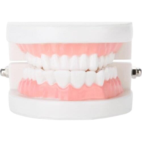 Dental Denture Model 28PCS Standard Adult Teeth Model Medical Teaching
