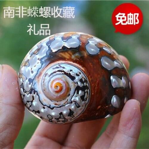 South African Turban Turbo Sarmaticus Natural Crafts Fish Tank Aquarium Landscape Ornaments Wedding Seashell Decoration