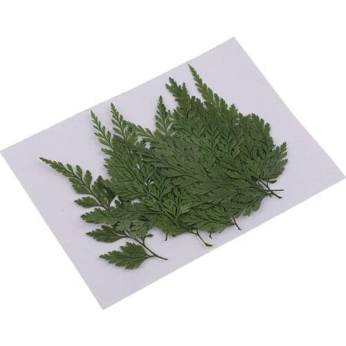 12pc Pressed Dry Fern Leaves Dried Flowers DIY Phone Case Scrapbooking Cards