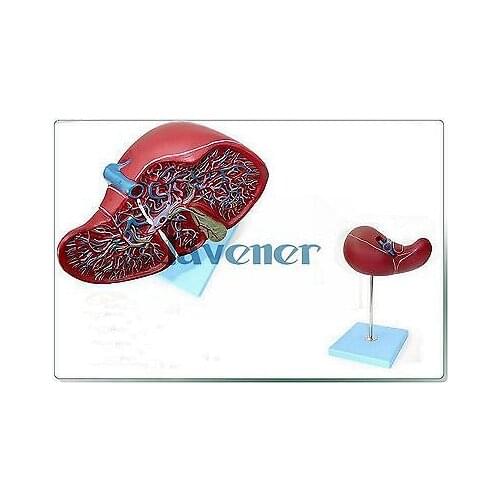Magnify Human Anatomical Liver Gallbladder Anatomy Medical Model Digestive