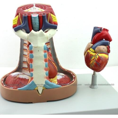 CMAM/12490 Heart-Mediastinum, Human Heart Medical Teaching Anatomical Model