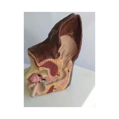 Dog ears Healthy pathology Anatomical model Animal Canine Model Veterinary Teaching Aids free shipping