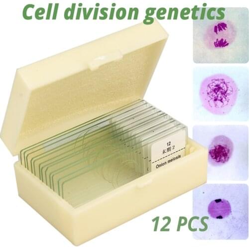 12PCS Onion Anthers Meiosis Micro Slice Cell Division Genetics Biological Microscope Various Specimens Selected Prepared Slides
