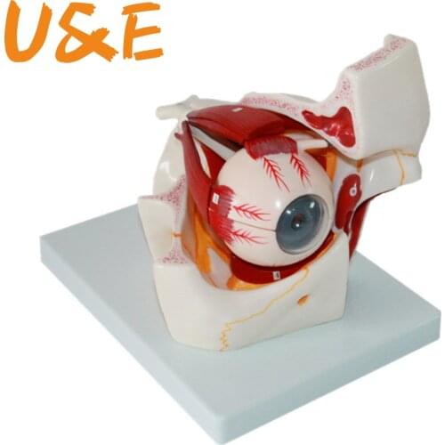 3 times Eyeball Orbital Eye Enlargement Model 10parts Anatomical Model Eyeball optic nerve and muscles