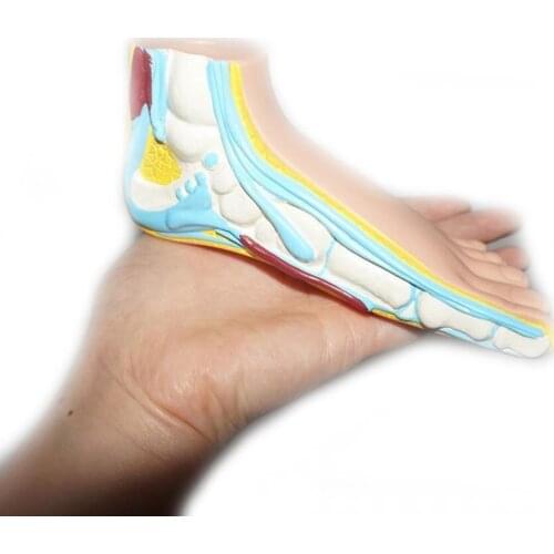 Anatomical Foot Model Children Kids Foot Palm Muscle Model Arch Foot Model Foot Anatomy Teaching Supplies