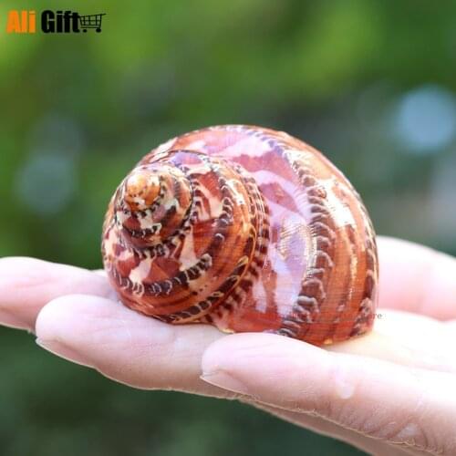Ancient Chinese Snail Cat Eye Sea Snail Natural Shell Fish Tank Landscape Design Home Decoration Scallop Fish Specimens Gift