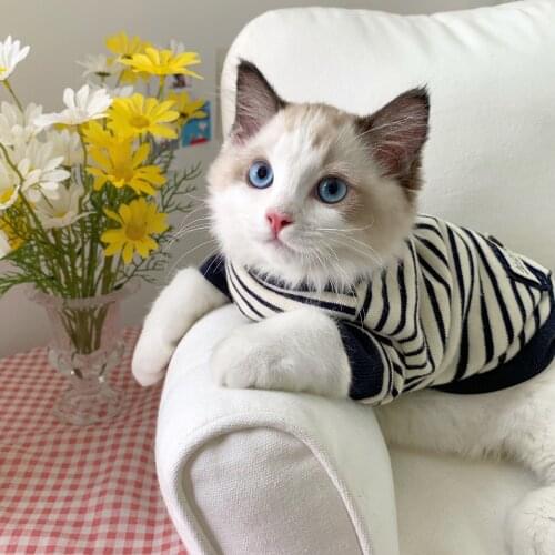 New Year Autumn Winter Autumn Sweater Warm Dog Cat Clothes Kitten Clothes Beautiful Cute Pet Costume