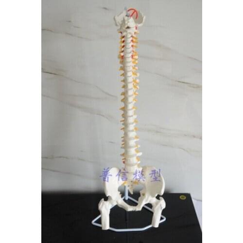 Free shipping& flexible spine model,1:1 adult lumbar bend spine model,bone model with femur,used for massage ,yoga etc