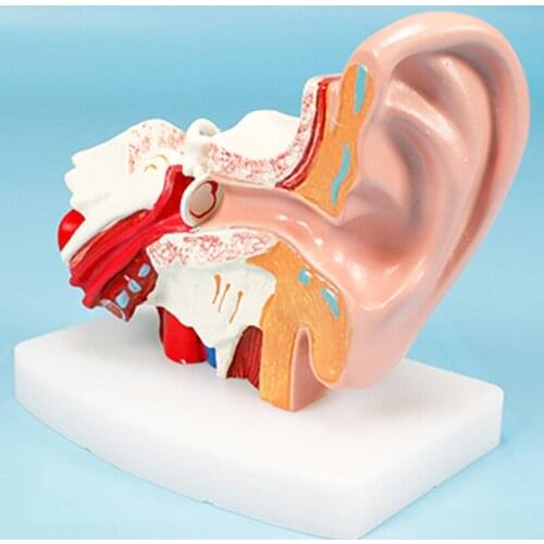 4D Human Ear Anatomical Model Detachabl Emagnified 1.5 Times Ear Structure Medical Teaching Appliances BIX-A1058-1