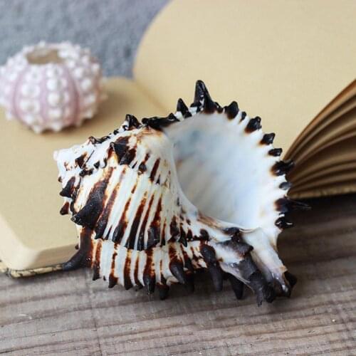 8-12cm Natural Snail Shell US Black Murex Black Zebra Bone Specimen Conch Sea Shells Nautical Home Decor Aquarium Landscape