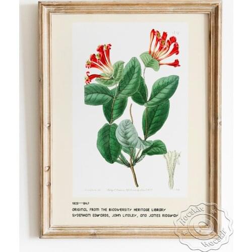 Sydenham Edwards Exhibition Museum Poster, The North West Honeysuckle Art Prints Canvas Painting, Botanical Home Decor Picture