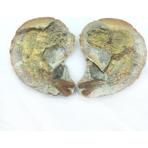 Natural Fish Fossil Minerals Specimen Jurassic To Cretaceous Periods Gift For Collectors Teaching Specimen Home Decoration