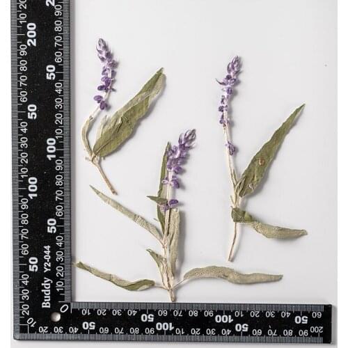 120pcs Pressed Dried Flower Salvia splendens var.atropurpu Herbarium Epoxy Jewelry Bookmark Phone Case Makeup Nail Art Craft DIY