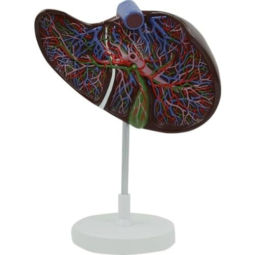 Enlarged Human Liver Model Anatomical Model Medical Anatomy Educational Equipment Teaching Resources Human Internal Organs