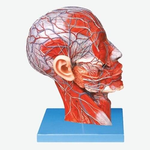 Human anatomical facial head with vascular nerve middle sagittal section of the head anatomy model