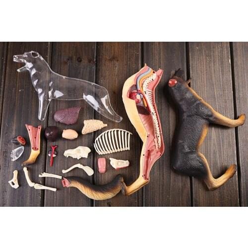 Dog anatomical model skeleton model dog bones dimensional anatomical model science education model