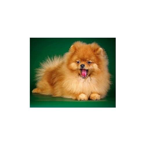 5d diy diamond painting dog cross stitch diamond painting animal mosaic pictures dog embroidery handcraft painting rhinestones