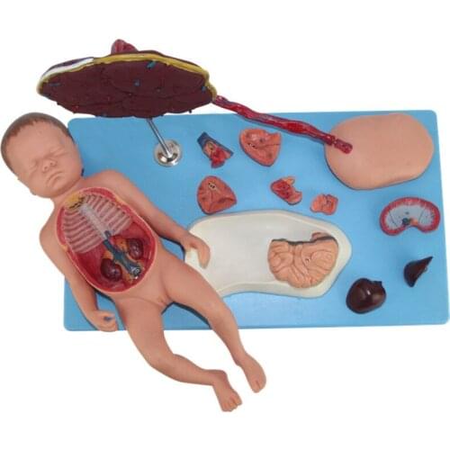 Placenta umbilical cord and fetal attached viscera model Newborn internal organs anatomy Newborn baby placenta model