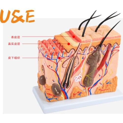 4D Human Skin and Hair Assembly Humans Skull Skeleton Anatomical Skin Anatomy Science Educational Toys Model medical