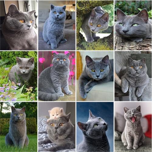 5D Diamond Painting Cat Full Round Rhinestones Mosaic Sale Animal DIY Diamond Embroidery Cross Stitch Kits Best Gift To Kids