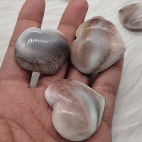 5pcs Natural Sun shell fossil Fossil Specimen Crystal Love Heart Reiki Shiva