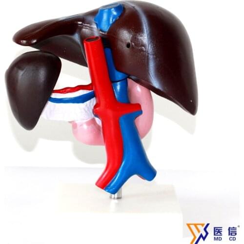 Liver and pancreas duodenum model Gallbladder Digestive system model
