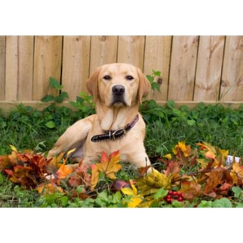 5D DIY Diamond Painting Loyal Warrior Pet dog Home Decor Handmade Gift