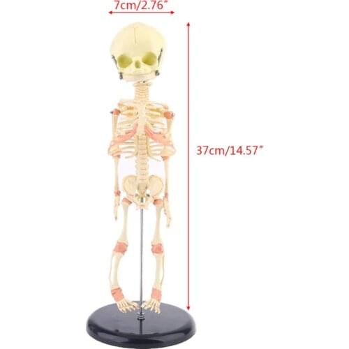 37cm Infant Skeletal Model Human Single Head Baby Skull Skeleton Anatomy Brain Display Study Teaching Anatomical Model