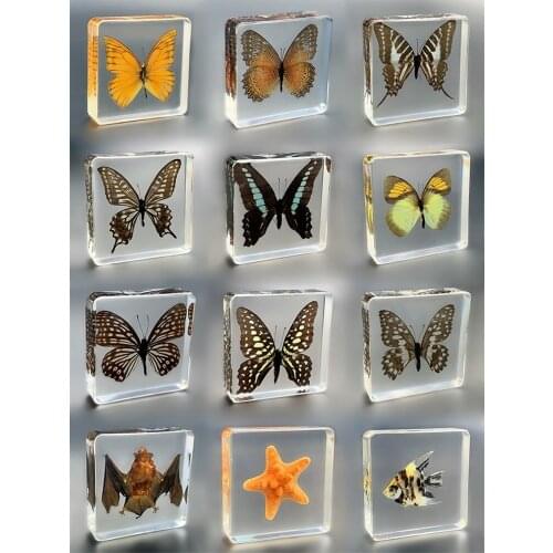 Natural butterfly resin specimen butterfly specimen original butterfly amber ornaments handicraft decoration