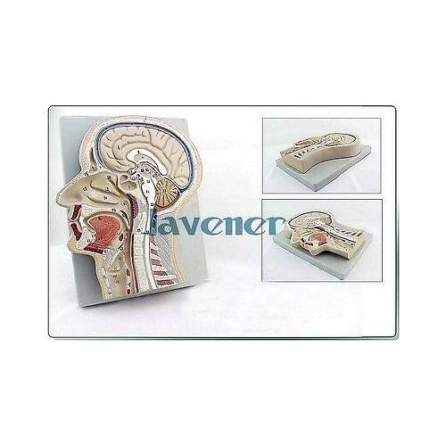 NewLife Size Human Anatomical Head Median Sagittal Section Anatomy Medical Model