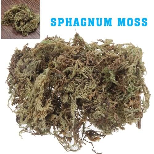Sphagnum Moss Garden Supplies Moss Micro-Landscape Ecological Bottle DIY Material Moisturizing Nutrition Organic Fertilizer Moss