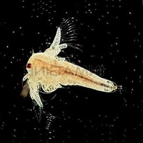 2PCS 15mm L Eggs Of Sea Monkeys Monkey Fairy Brine Shrimp Growing Artemia Salina Crayfish Prawns NOT Triops Christmas Toys Funny