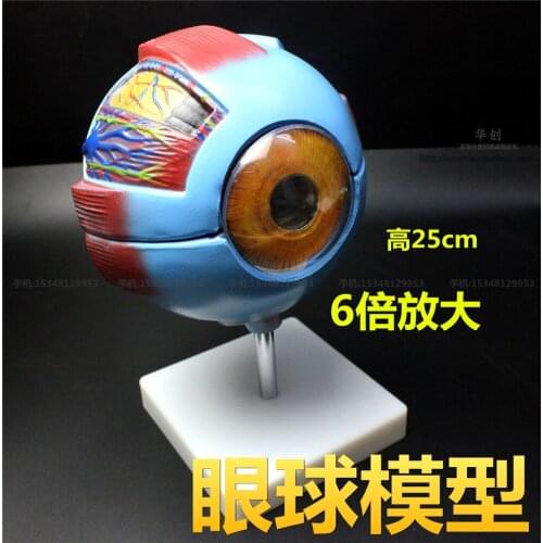 Professional Human Eye Anatomy Model ENT Ophthalmology Eyeball internal structure Cornea iris lens vitreous Eyeball model