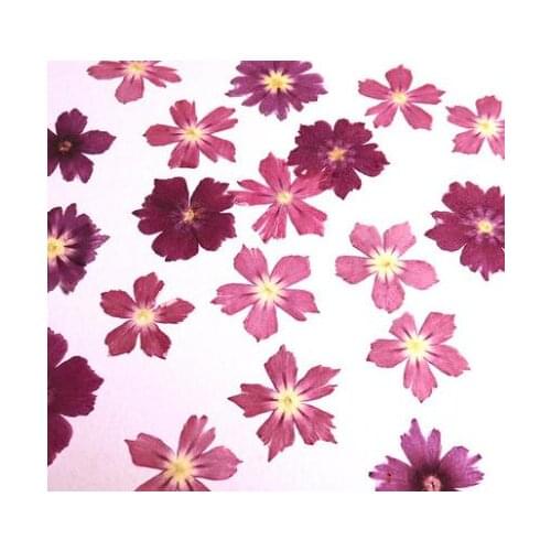 10pcs/lot Natural Specimens Dried Flower Materials for Card Candle Making Crystal Glue