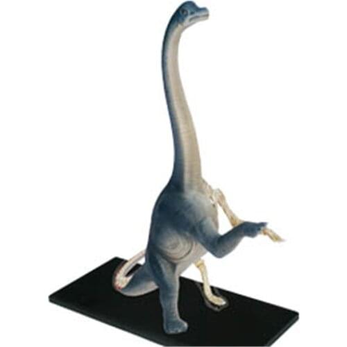 4D Brachiosaurus Intelligence Assembling Toy Animal Organ Anatomy Model Medical Teaching DIY Popular Science Appliances