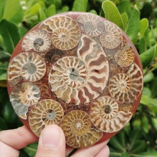 Natural Shell Compass Ammonite Fossil Slice Plate Mineral Specimens Nautiloidea Fossils