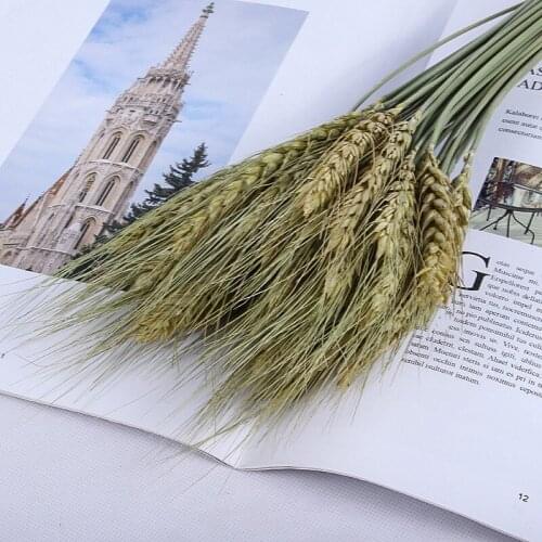 50Pcs/Lot Home Decor Wheat Ears Natural Dried Flowers Grain Bouquet For Wedding Party Decoration Shooting Props Opening Barley