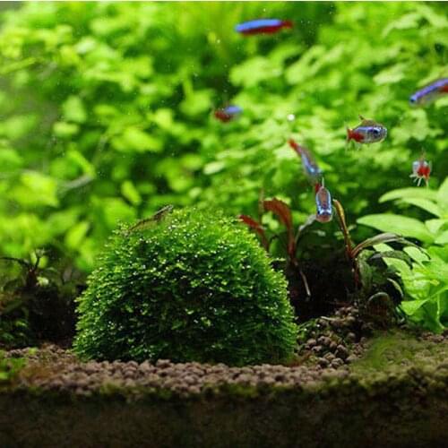 203F Natural Mineral Aquatic Moss Ball for Aquarium Crystal Red Shrimp Fish Tank HOT