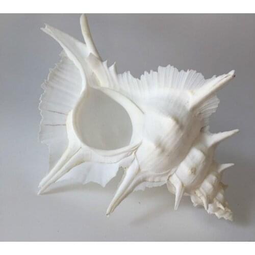 Natural conch shell ornaments large living room model room home decoration crafts furnishingssnail fish tank landscaping 3.5