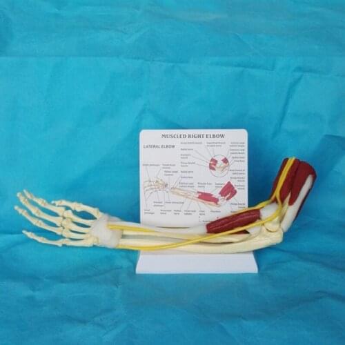 1:1 43cm man upper limb muscle and arm function of joint ligament vascular skeleton Teaching medical model