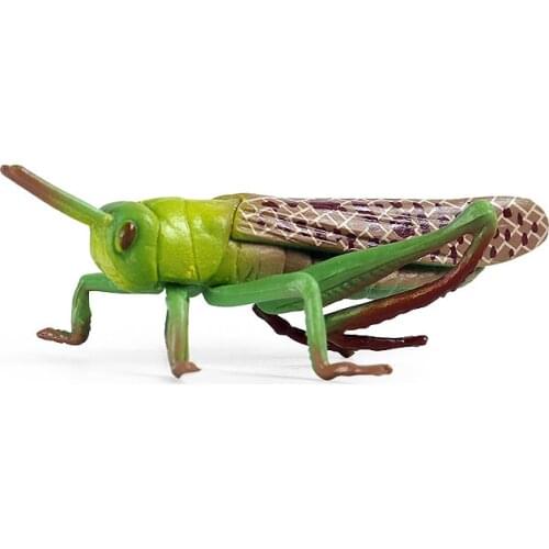 Solid locust Model Action Figure Simulation Insect Animal Action Figures Collection PVC Toy Kids Gift