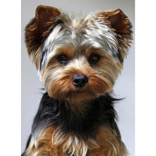 Full Square/Round Diamond Embroidery Sale 5D DIY Diamond Painting Yorkshire Terrier Dog Pattern Needlework Home Decor Gift
