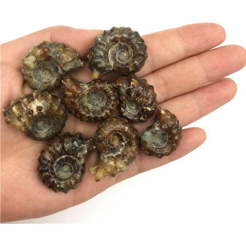 Wholesale 1PC Natural Ammonite Conch Crystal Specimen Healing Stones Decor Madagascar Natural Quartz Crystals