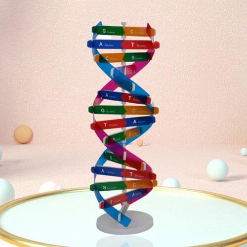 DNA Models Double Helix Structure Teaching Toy ABS Double Helix DIY Human Genes Education Toys for Biological Science