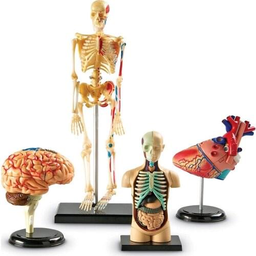Anatomy Models Bundle Set, Brain, Body, Heart, Skeleton, Classroom Demonstration Tools, Grades 3+/Ages 5