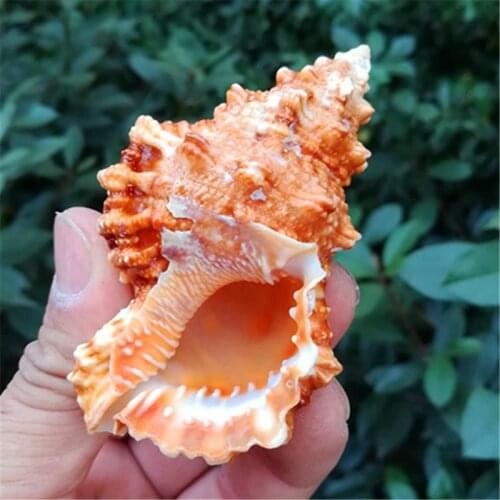 Conch shells naturarare specimen aquarium landscaping ornaments shell cowrie sea shell decoration